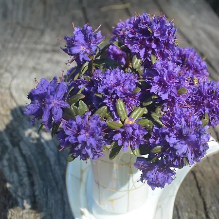 Salvia *